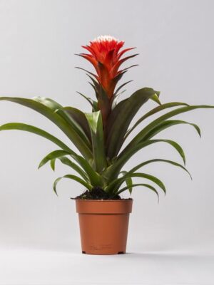 Guzmania Hope - Ø12 ↕40