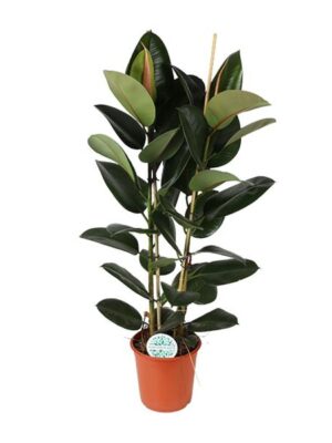 Ficus Elastica Robusta - Ø24cm - ↕110cm