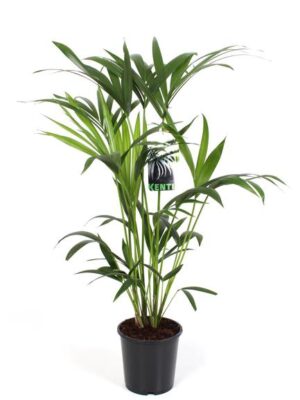 Howea Forsteriana - Ø19cm - ↕80cm