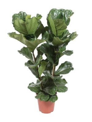 Ficus Lyrata - Ø27cm - ↕100cm