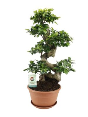 Ficus Ginseng - Ø27cm - ↕70cm