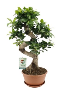 Ficus Ginseng - Ø22cm - ↕60cm