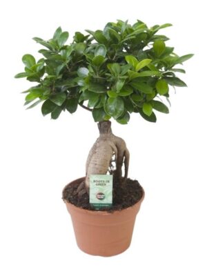 Ficus Ginseng - Ø17cm - ↕40cm