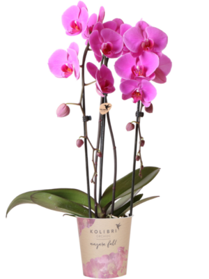 Kolibri Orchids | roze Phalaenopsis orchidee - Niagara Fall - potmaat Ø12cm | bloeiende kamerplant - vers van de kweker