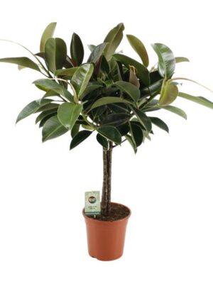 Ficus Elastica Melany - Ø21cm - ↕95cm