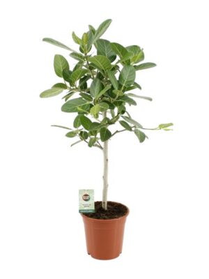 Ficus Benghalensis Petite Audrey - Ø21cm - ↕75cm