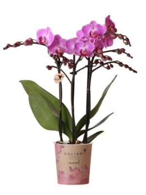 Kolibri Orchids | Paars/ roze Phalaenopsis orchidee - Mineral Vienna - potmaat Ø9cm | bloeiende kamerplant - vers van de kweker