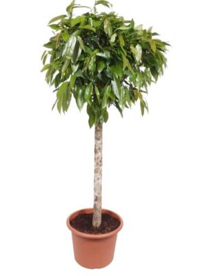 Ficus Amstel King - 180 cm - ø40