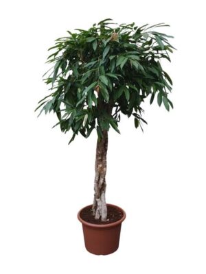 Ficus Amstel King gevlochten stam - 190 cm - ø45