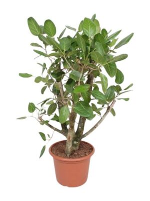 Ficus Benghalensis vertakt - 140 cm - ø40