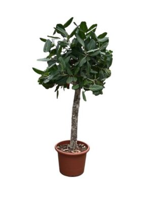 Ficus Benghalensis boom - 180 cm - ø45