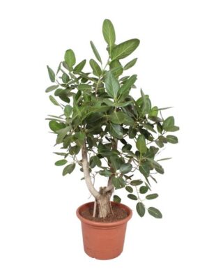 Ficus Benghalensis vertakt - 170 cm - ø50