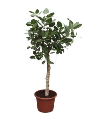 Ficus Benghalensis boom - 200 cm - ø50