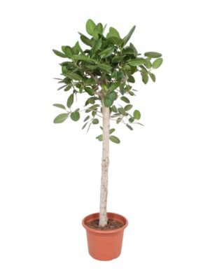 Ficus Benghalensis boom - 180 cm - ø40