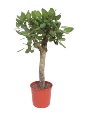 Ficus Benghalensis boom - 150 cm - ø34