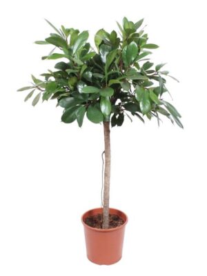 Ficus Cyathistipula boom - 150 cm - ø30