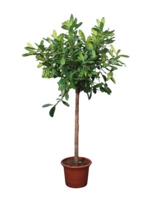 Ficus Cyathistipula boom - 250 cm - ø50