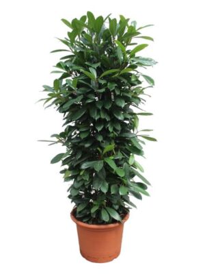 Ficus Cyathistipula gaasrek - 230 cm - ø60