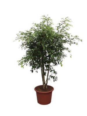 Ficus Benjamina Exotica vertakt - 190 cm - ø50