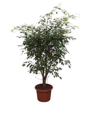 Ficus Benjamina Exotica vertakt - 150 cm - ø40