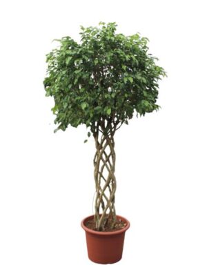 Ficus Benjamina Exotica gevlochten stam - 250 cm - ø55