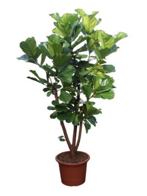 Ficus Lyrata vertakt - 240 cm - ø50