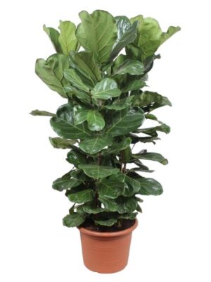 Ficus Lyrata struik XL - 180 cm - ø45