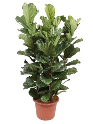 Ficus Lyrata struik XL - 200 cm - ø50