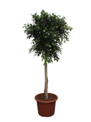 Ficus Nitida boom - 250 cm - ø55