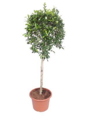 Ficus Nitida boom - 170 cm - ø40