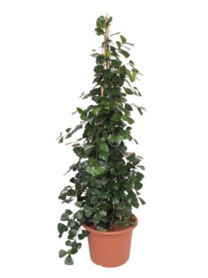 Ficus Trinova pyramide - 240 cm - ø50