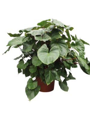 Homalomena Rubescens Maggy - 170 cm - ø60