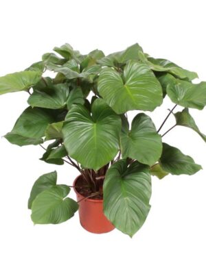 Homalomena Rubescens Maggy - 140 cm - ø34