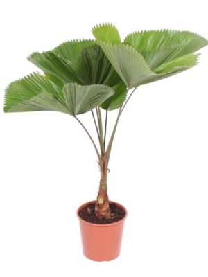 Licuala Grandis - 140 cm - ø30