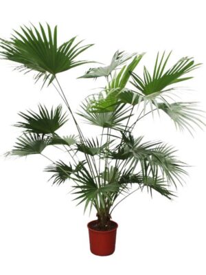 Livistona Chinensis - 200 cm - ø34
