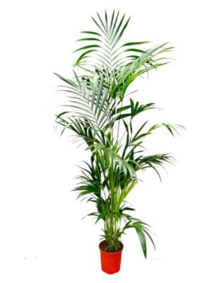 Kentia Palm - 200 cm - ø24