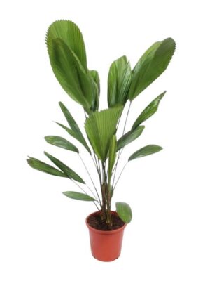 Licuala Grandis - 120 cm - ø27
