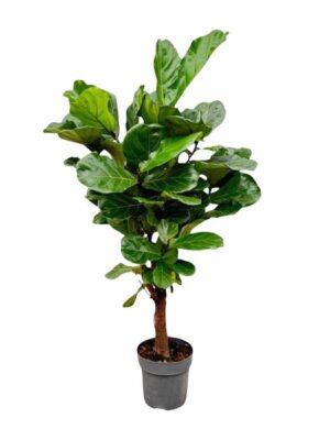 Ficus Lyrata vertakt - 150cm - ø24