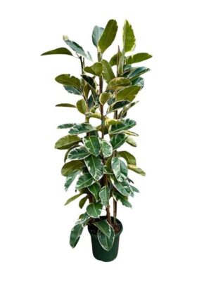 Ficus Elastica Tineke struik - 225cm - ø40