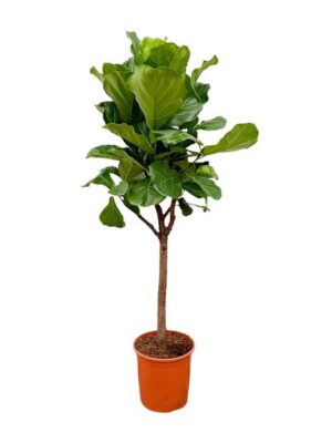 Ficus Lyrata boom - 180cm - ⌀30