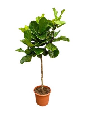 Ficus Lyrata boom XXL - 210 cm - ø40