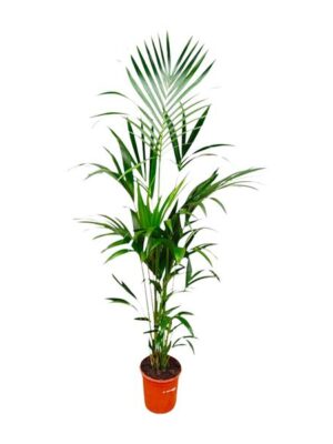 Kentia palm - 180cm - ⌀24