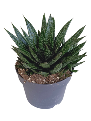 Gasteria 'd Due 17cm