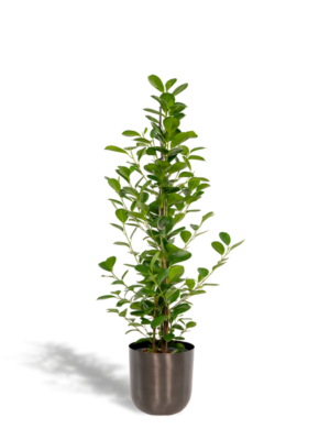 Ficus microcarpa Moclame - Ø21cm - ↕95cm + Pot Mayk Lead