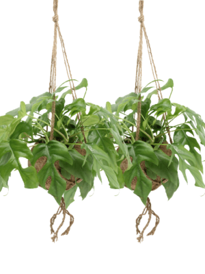 Kokodama Monstera Minima Hang (Gatenplant) - 2 stuks - Ø15cm - ↕25cm