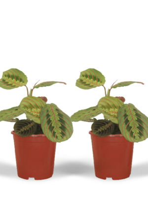 Maranta Fascinator (Pijlwortel) - 2 stuks - Ø12cm - ↕20cm