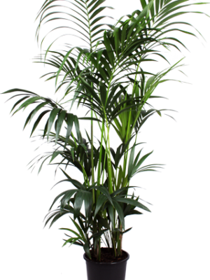 Kentia Palm - Ø27cm - ↕160cm