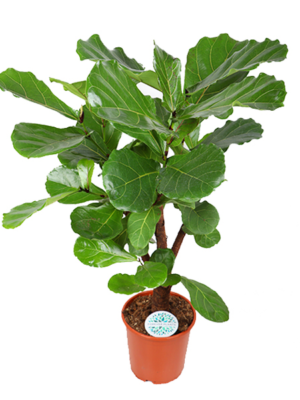 Ficus Lyrata (vertakt) - Ø24cm - ↕110cm