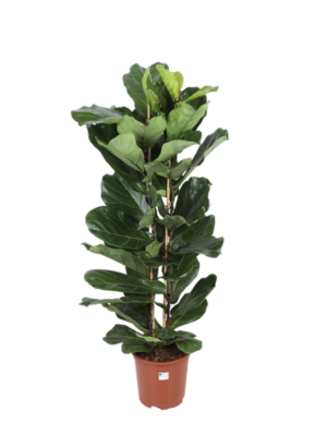 Ficus Lyrata - Ø27cm - ↕140cm