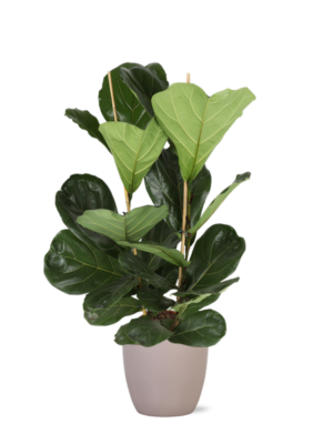 Ficus Lyrata Ø24cm ↕110cm in Boule TAUPE pot